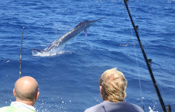 The Marlin Season that was